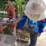 เทศบาลตำบลแม่อายลงพื้นที่สำรวจและช่วยกันทำลายแหล่งเพาะพันธุ์ลูกน้ำยุงลาย