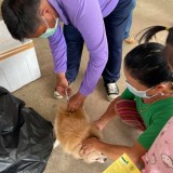 เทศบาลตำบลแม่อาย จัดโครงการ สัตว์ปลอดโรค คนปลอดภัย จากโรคพิษสุนัขบ้า ประจำปี 2564