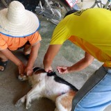 เทศบาลตำบลแม่อายออกพื้นที่ให้บริการฉีดวัคซีนป้องกันโรคพิษสุนัขบ้า ประจำปี ๒๕๖๓ 