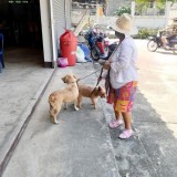 เทศบาลตำบลแม่อายออกพื้นที่ให้บริการฉีดวัคซีนป้องกันโรคพิษสุนัขบ้า ประจำปี ๒๕๖๓ 