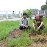 โครงการปลูกต้นไม้เพิ่มพื้นที่สีเขียวในเขตเทศบาลตำบลแม่อาย