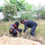 โครงการปลูกต้นไม้เพิ่มพื้นที่สีเขียวในเขตเทศบาลตำบลแม่อาย