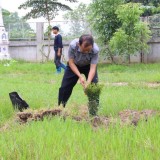 โครงการปลูกต้นไม้เพิ่มพื้นที่สีเขียวในเขตเทศบาลตำบลแม่อาย
