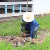 โครงการปลูกต้นไม้เพิ่มพื้นที่สีเขียวในเขตเทศบาลตำบลแม่อาย